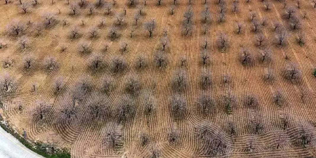 Toprak suya doydu hasada az kaldı: 120 bin ton rekolte bekleniyor 3